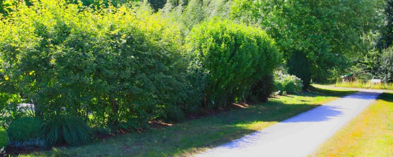 Hecke neben einem Weg