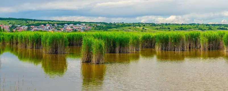 Wasser und Wassergewächse