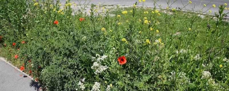 Blumenbeet am Straßenrand
