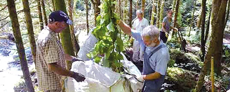 Arbeiter packen Baum aus weißer Folie aus