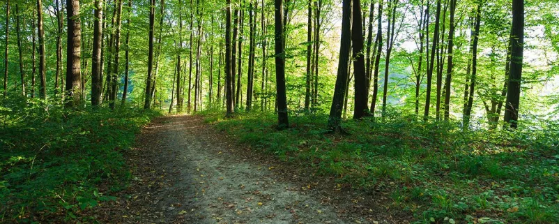 Forstweg geht durch grünen Wald