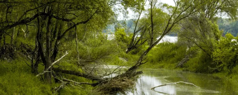 Wild verwachsener Bach