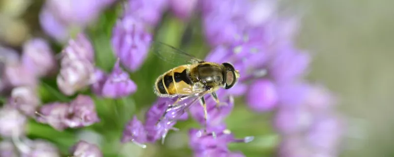 Biene auf violetter Blume