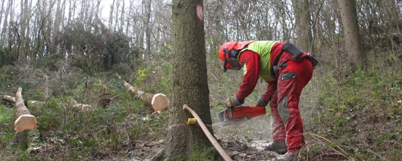 Waldarbeiter inspiziert Baum