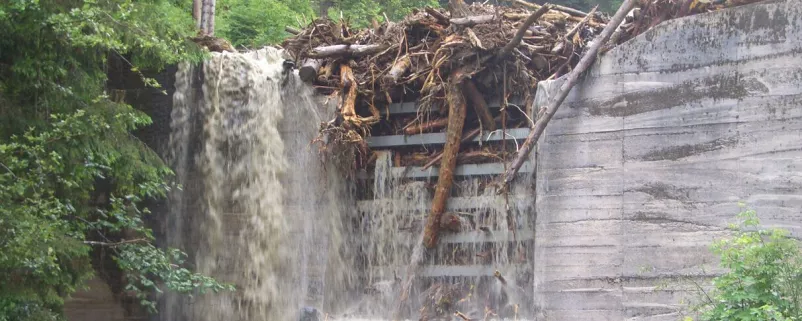 Bäume verstopfen Wasserfall