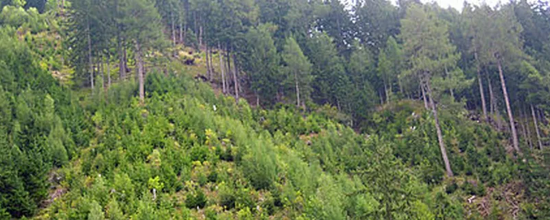 Berghang mit Waldstück
