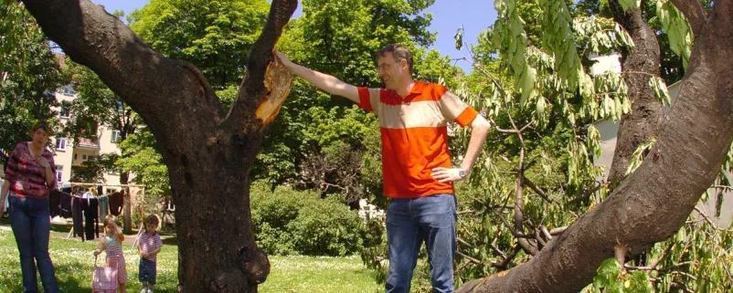 umgestürzter Baum