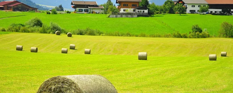 Weide mit Heuballen