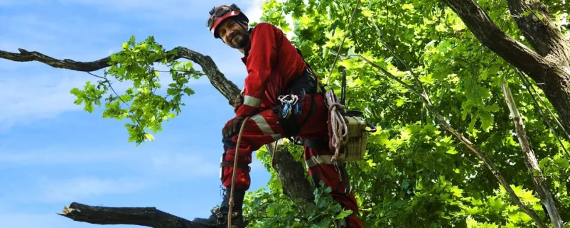Kommunalarbeiter bei Baumarbeiten