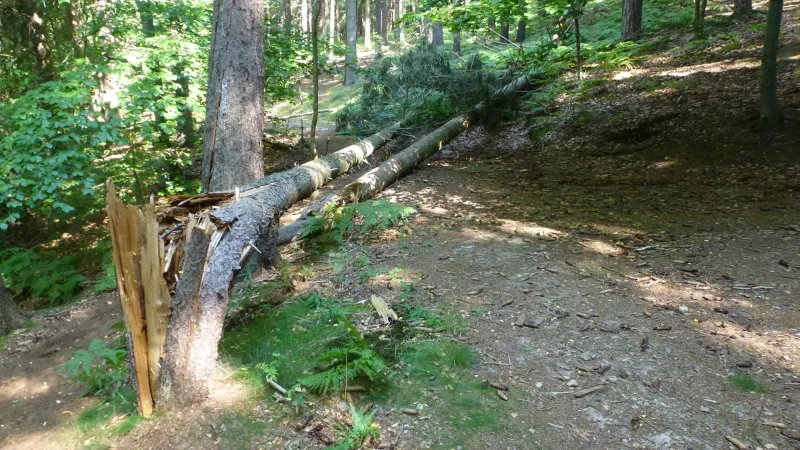 umgestürzter Baum in einem Wald