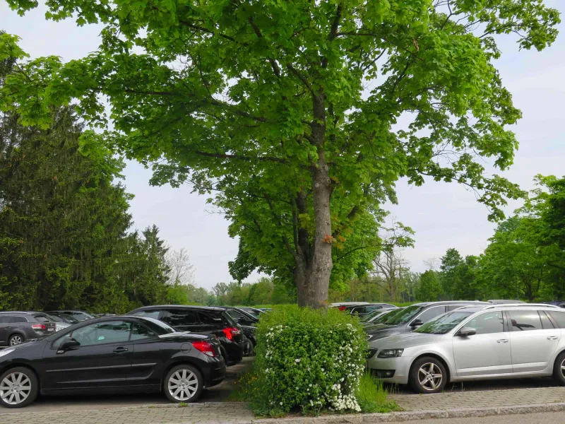 Parkplatz mit Bäumen