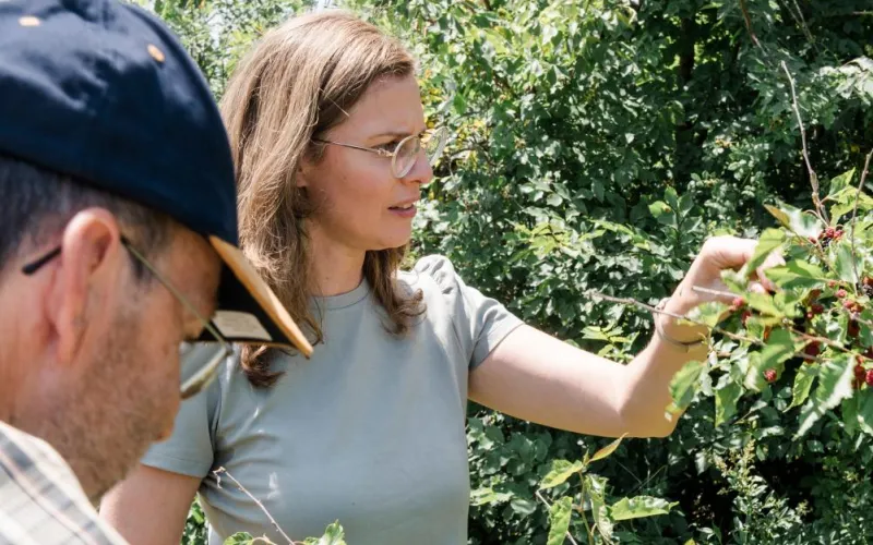 Ragweed verbreitet sich durch die Klimakrise besonders stark. Flächen mit lückiger Vegetation, Randstreifen und Böschungen sollten regelmäßig auf Ambrosia kontrolliert werden. Die burgenländische Landeshauptmann-Stellvertreterin Anja Haider-Wallner ruft zu einer gemeinsamen Anstrengung bei der Bekämpfung auf.