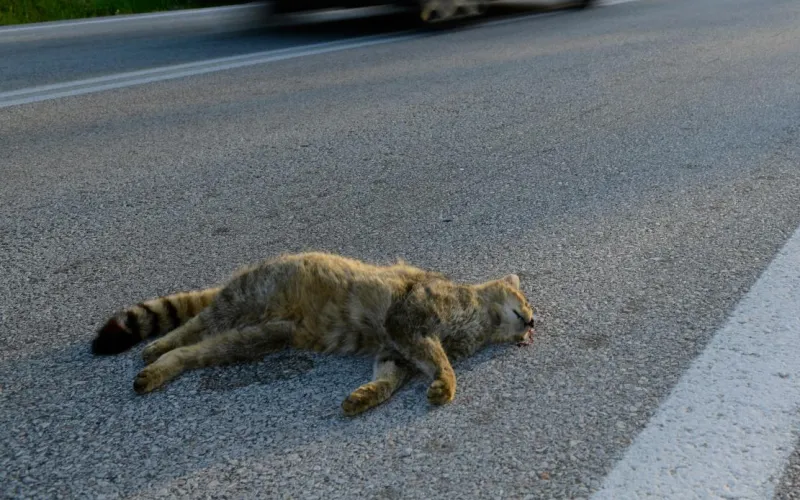 Überfahrene Wildkatze 