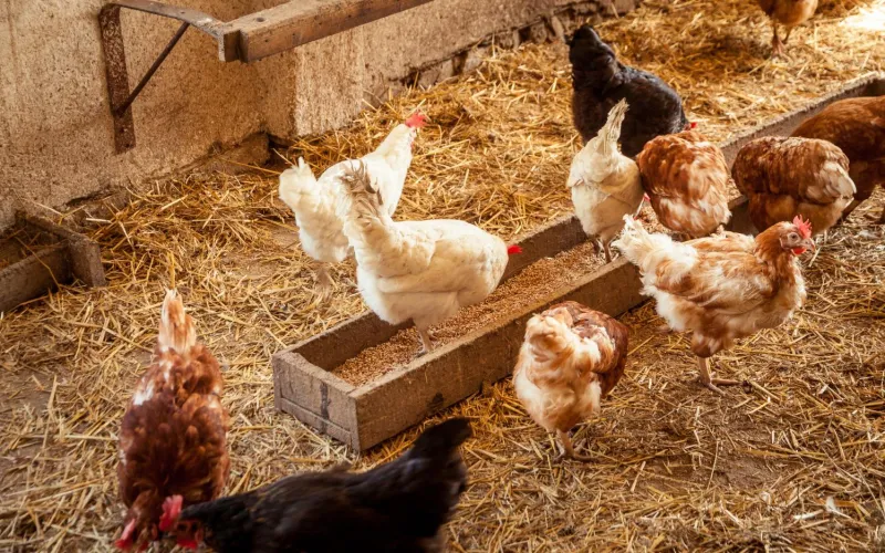 Hühner im Stall