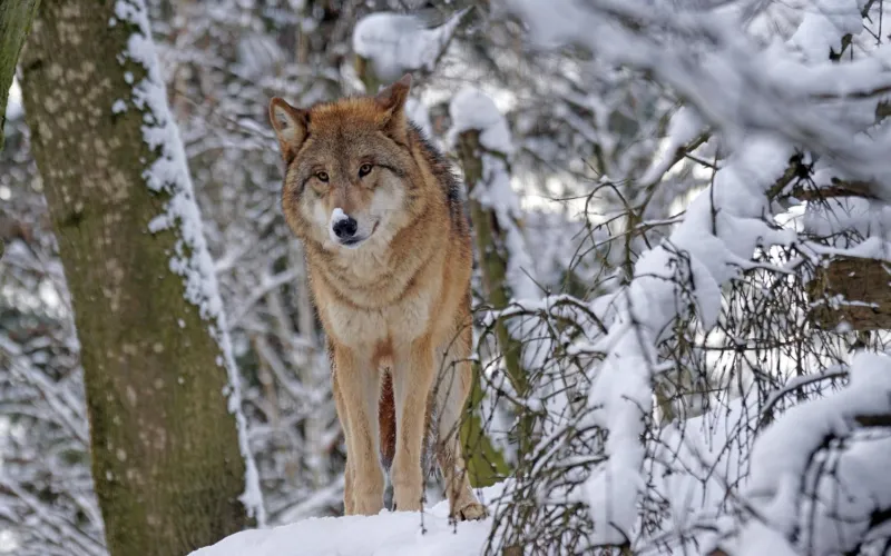 Wolf im Schnee