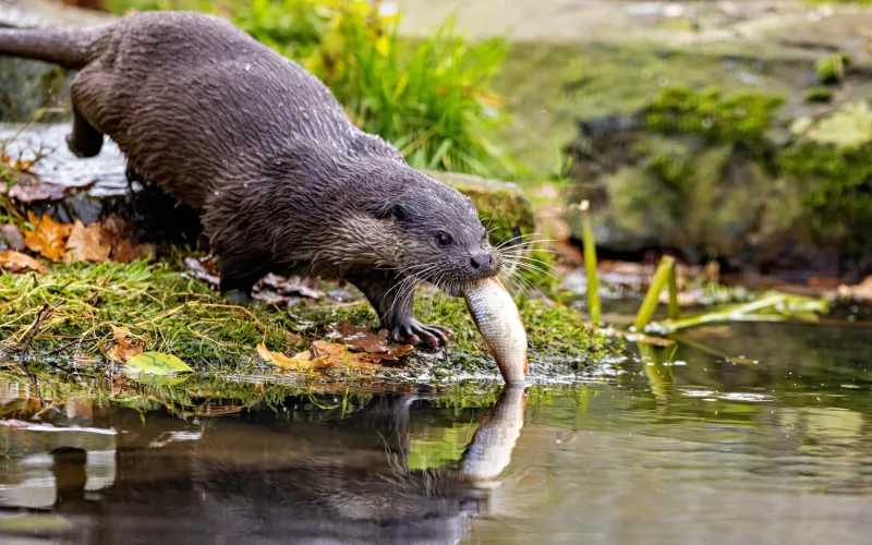 Fischotter