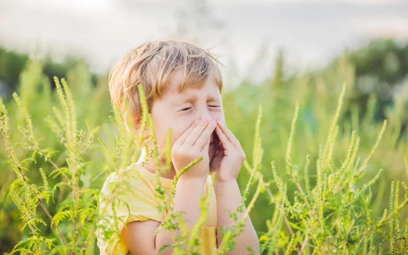 Kind niest wegen Ragweed-Allergie