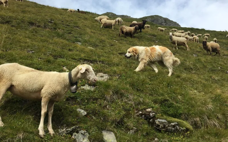 Schafe und Hirtenhund