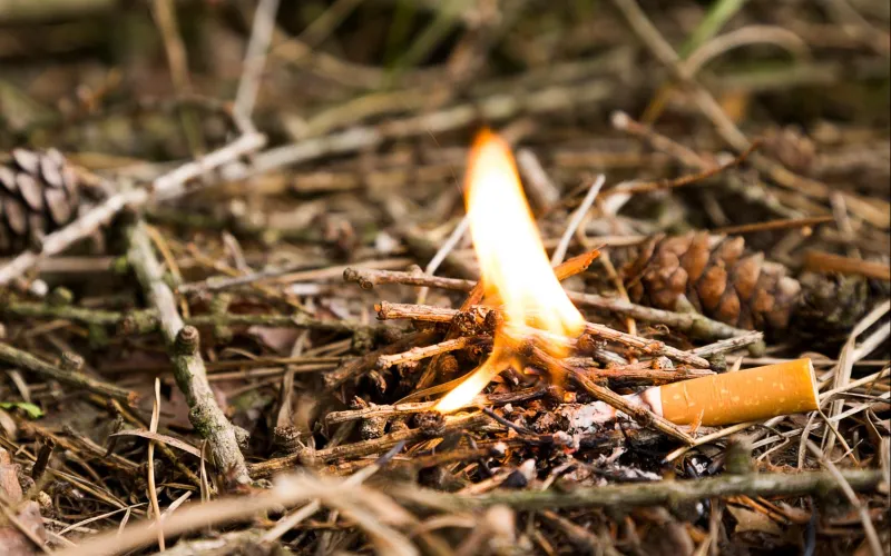 Waldbrand ausgelöst von Zigarettenkippe